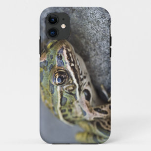 Northern Leopard frog, See-through Island; Case-Mate iPhone Case