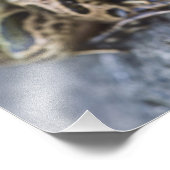 Northern Leopard frog, See-through Island; Foto Afdruk (Hoek)