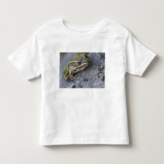 Northern Leopard frog, See-through Island; Kinder Shirts (Voorkant)