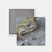 Northern Leopard frog, See-through Island; Magneet (Voorkant / Achterkant)