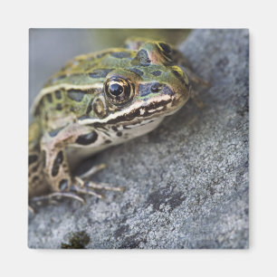 Northern Leopard frog, See-through Island; Magneet