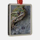 Northern Leopard frog, See-through Island; Metalen Ornament (Rechts)