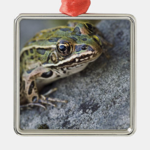 Northern Leopard frog, See-through Island; Metalen Ornament