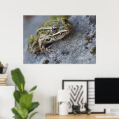 Northern Leopard frog, See-through Island; Poster (Thuiskantoor)