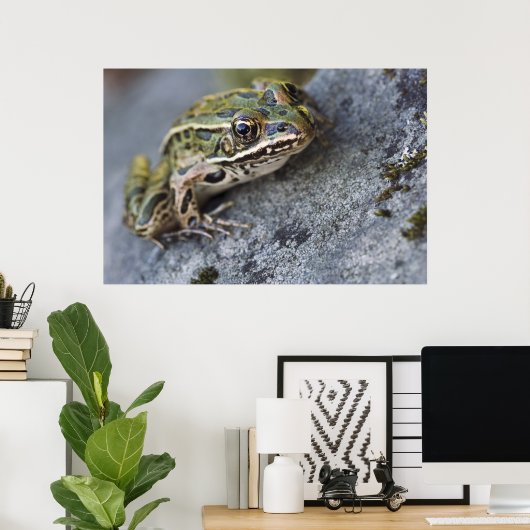 Northern Leopard frog, See-through Island; Poster (Thuiskantoor)
