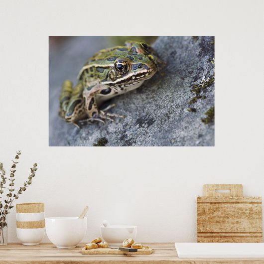 Northern Leopard frog, See-through Island; Poster (Keuken)
