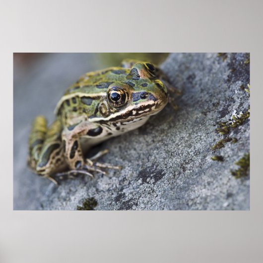 Northern Leopard frog, See-through Island; Poster (Voorkant)