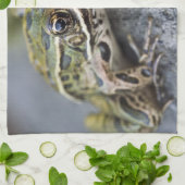 Northern Leopard frog, See-through Island; Theedoek (Gevouwen)