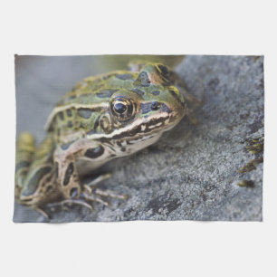 Northern Leopard frog, See-through Island; Theedoek