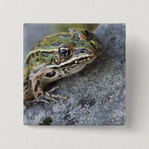 Northern Leopard frog, See-through Island; Vierkante Button 5,1 Cm