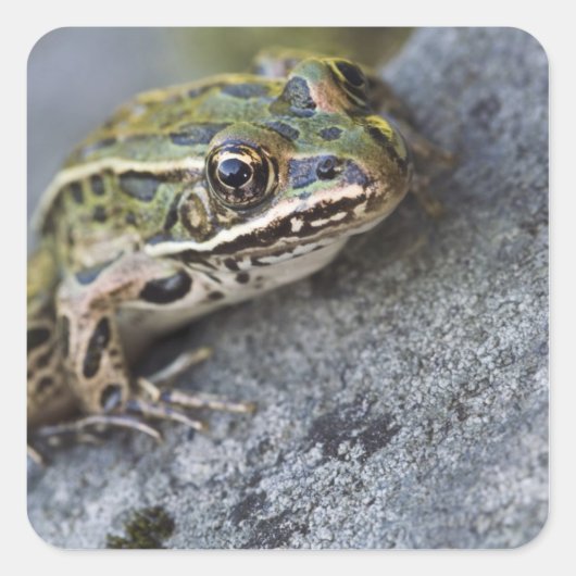 Northern Leopard frog, See-through Island; Vierkante Sticker (Voorkant)