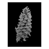 Northern Marsh Orchid Poster (Voorkant)