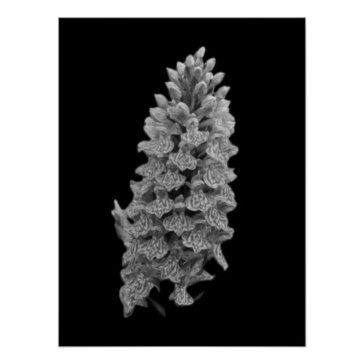 Northern Marsh Orchid Poster (Voorkant)