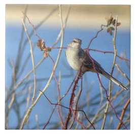 Northern Mockingbird Foto Tegel Tegeltje