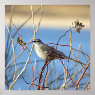 Northern Mockingbird Poster
