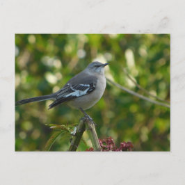 Northern Mockingbird Safety Harbor Briefkaart