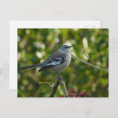 Northern Mockingbird Safety Harbor Briefkaart (Voorkant / Achterkant)