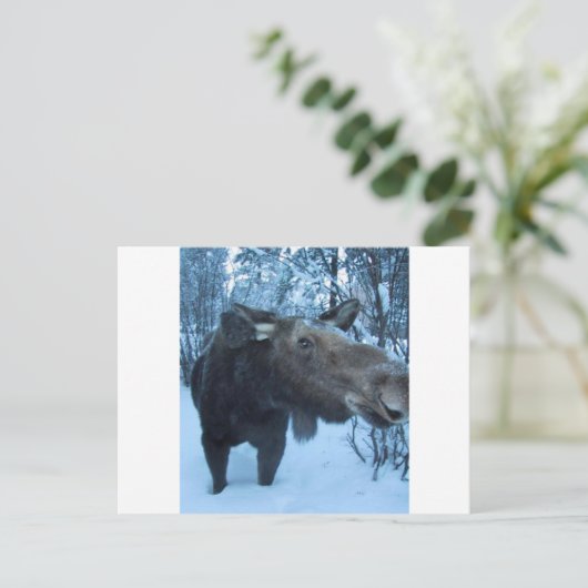 NORTHERN MOOSE BRIEFKAART (Staand voorkant)
