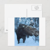 NORTHERN MOOSE BRIEFKAART (Voorkant / Achterkant)