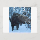 NORTHERN MOOSE BRIEFKAART (Voorkant)