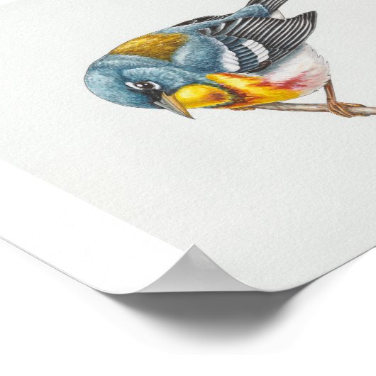 Northern Parula Warbler Art Print (Hoek)