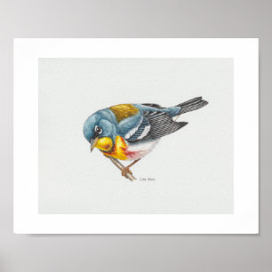 Northern Parula Warbler Art Print