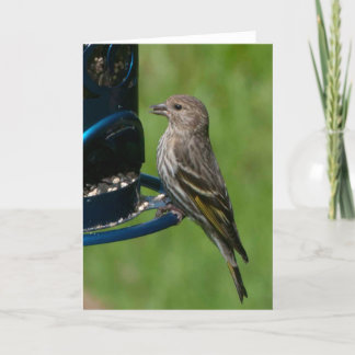 Northern Pine Siskin - Frameable Art Kaart