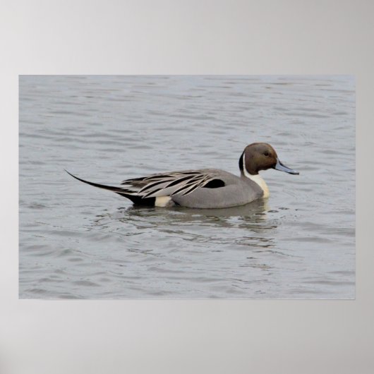 Northern Pintail Duck Foto Poster (Voorkant)