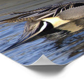 Northern Pintail Duck Photo Poster (Hoek)
