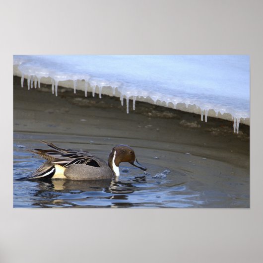 Northern Pintail Duck Photo Poster (Voorkant)