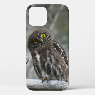 Northern Pygmy Owl iPhone 12 Hoesje