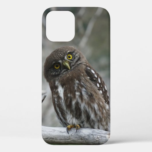 Northern Pygmy Owl iPhone 12 Hoesje (Achterkant)