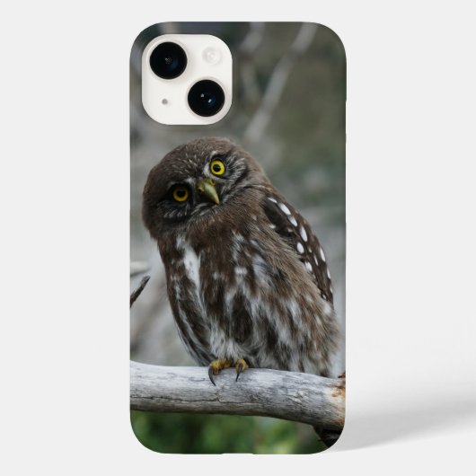 Northern Pygmy Owl iPhone 14 Hoesje (Achterkant)