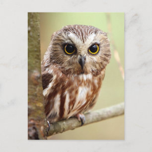 Northern Saw-whet Owl (Aegolius acadicus) Briefkaart