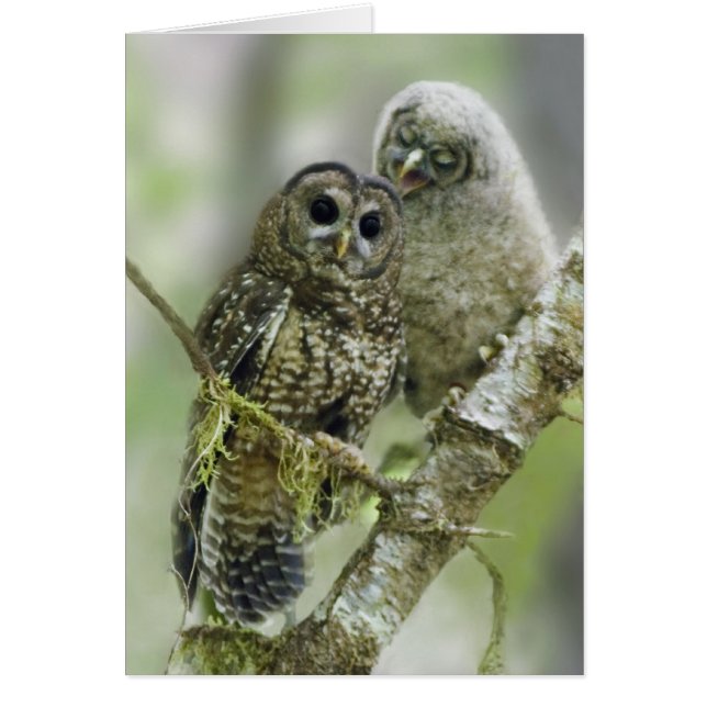Northern Spoted Owl met haar Owlet (Voorkant)