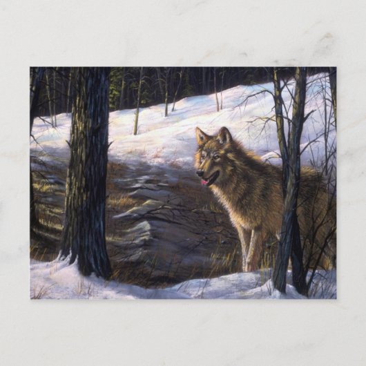 Northern Timber Wolf Briefkaart (Voorkant)