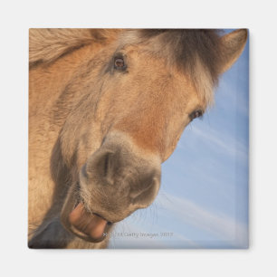 Northumberland, England 2 Magneet