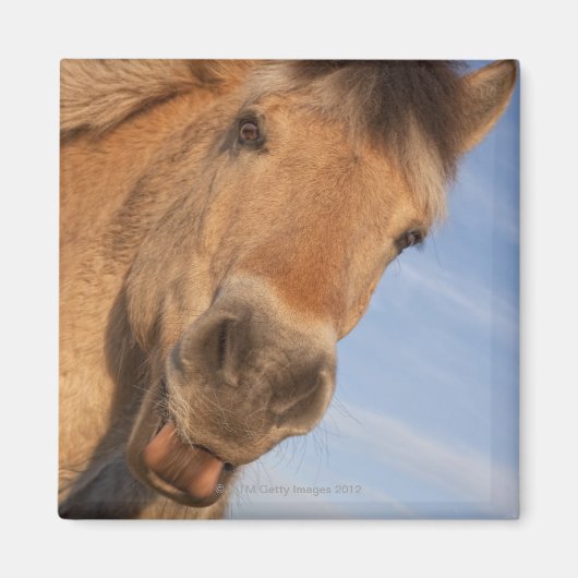 Northumberland, England 2 Magneet (Voorkant)