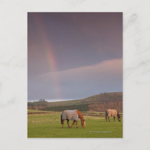 Northumberland, England Briefkaart