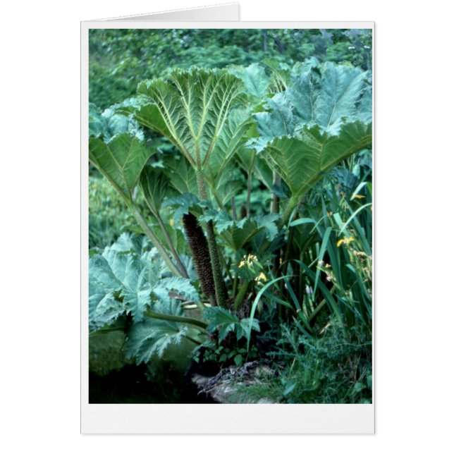 Northwest Island Garden (Voorkant)