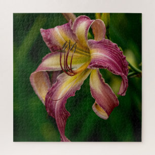Northwind Dancer Daylily Legpuzzel