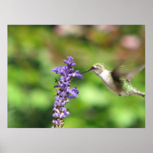 Northwood Hummingbird Poster
