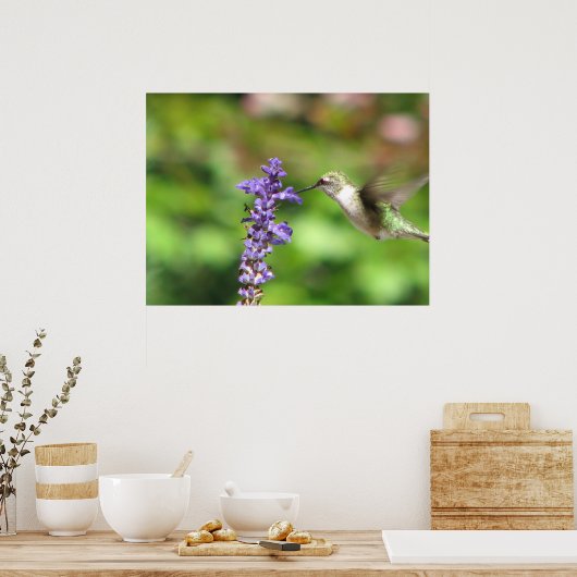 Northwood Hummingbird Poster (Keuken)
