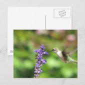 Northwood's Hummingbird Briefkaart (Voorkant / Achterkant)