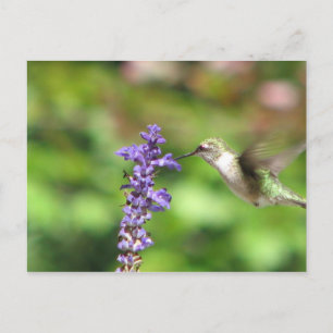 Northwood's Hummingbird Briefkaart
