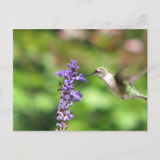 Northwood's Hummingbird Briefkaart (Voorkant)