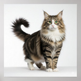 Norwegian Forest Cat Art Poster