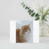 Norwegian_Forest_Cat Briefkaart (Staand voorkant)