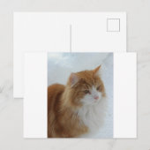 Norwegian_Forest_Cat Briefkaart (Voorkant / Achterkant)