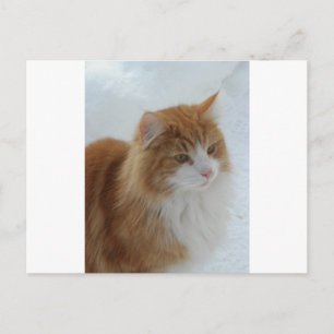 Norwegian_Forest_Cat Briefkaart
